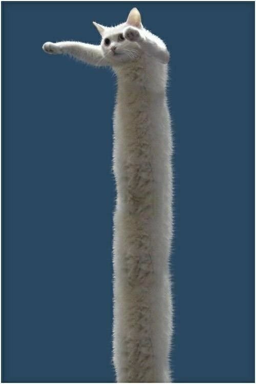 Длинный кот