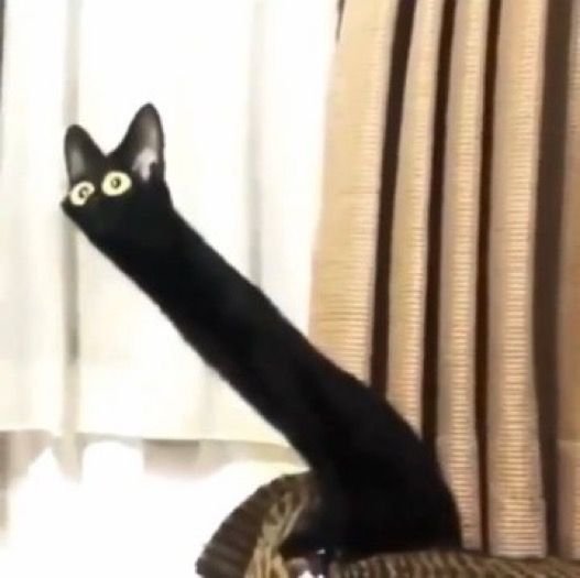 Черный кот Мем