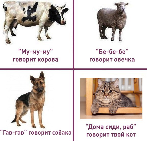 Мем про домашних животных