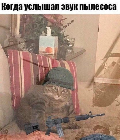 Кот с флешбеками Мем