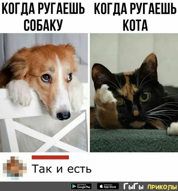 Коты и собаки мемы
