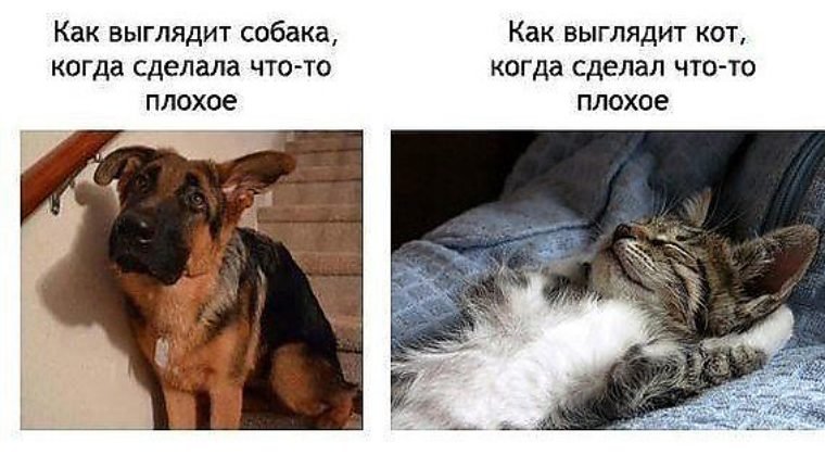 Когда ругаешь собаку и кота