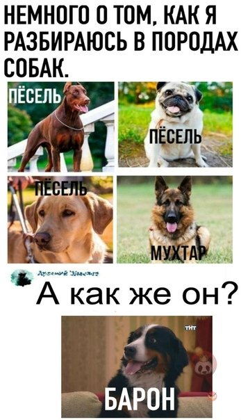 Мемы про породы собак
