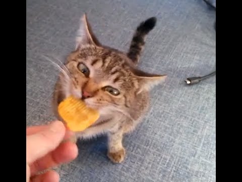 Кот ест чипсы