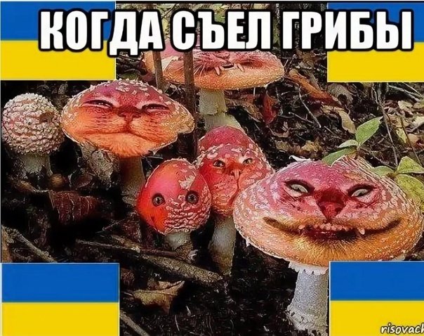 Гриб Мем