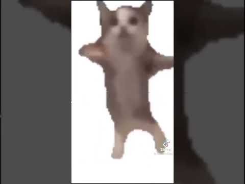 Кот танцует Мем