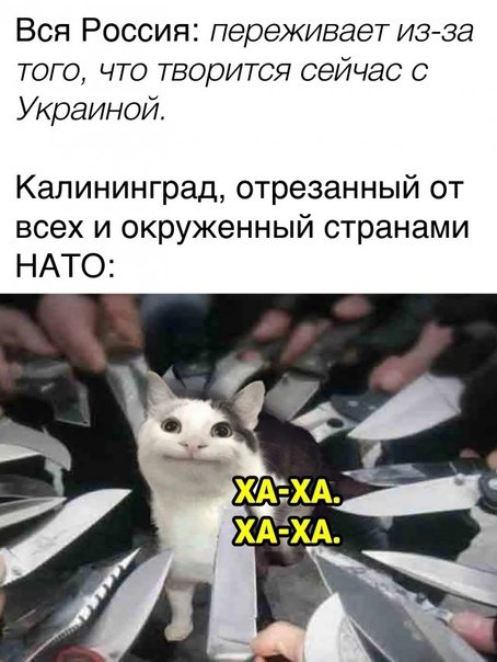 Коты мемы с надписями