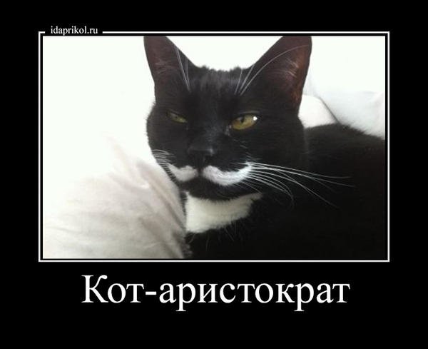 Кот Аристократ