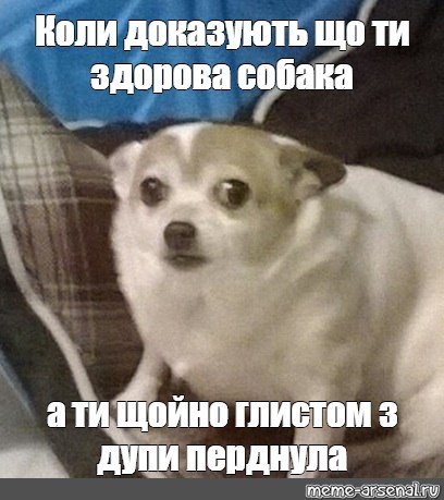 Алло Мем собака