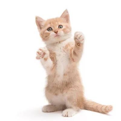 Рыжий котик на задних лапах