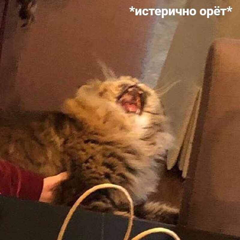 Кот в истерике