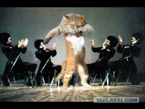 Котенок танцует