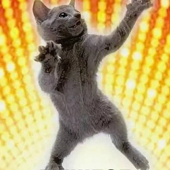 Коты на дискотеке