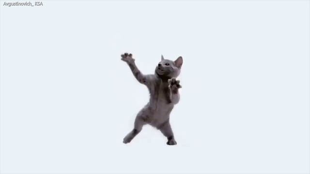 Бешеный кот танцует