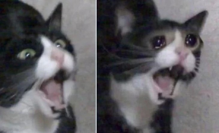 Плачущий кот