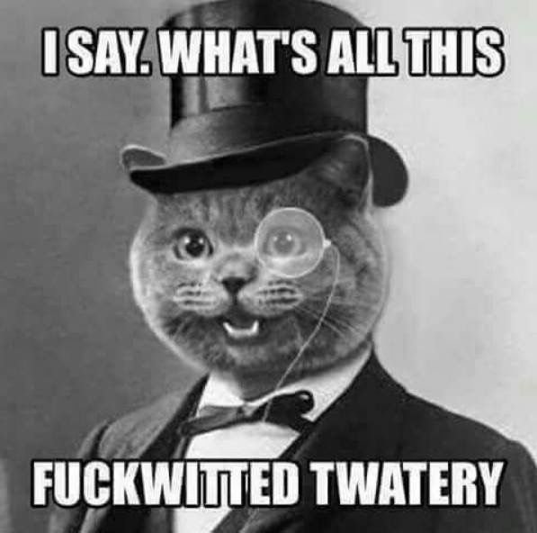 Кот с моноклем