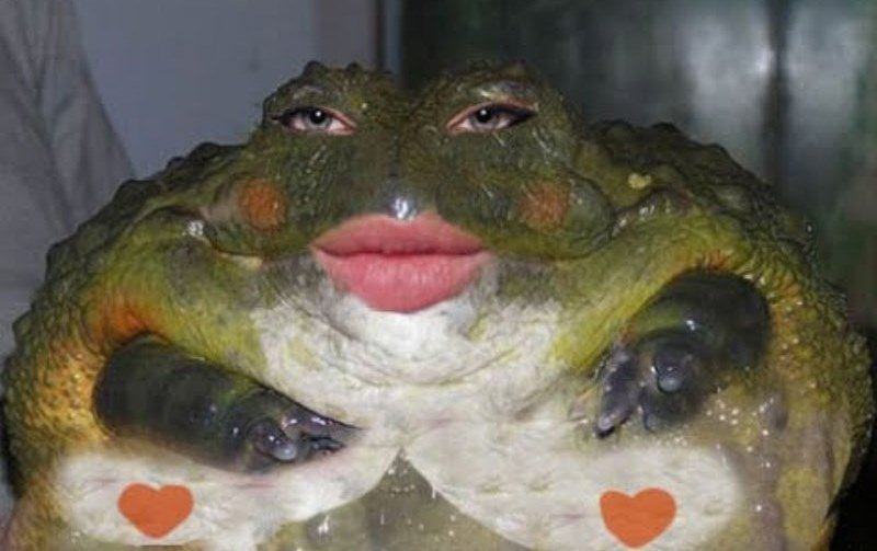 Жирная лягушка