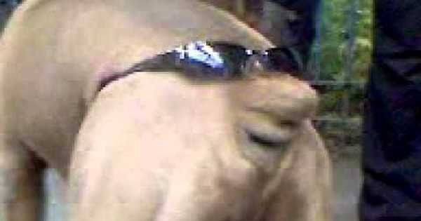 Собака с очками на хвосте