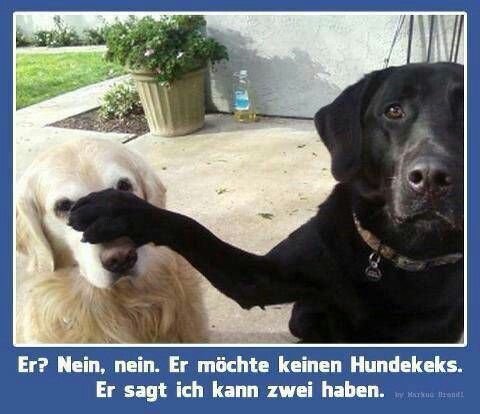 Мемы про лабрадоров