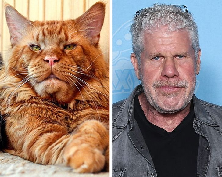 Мейн кун актер