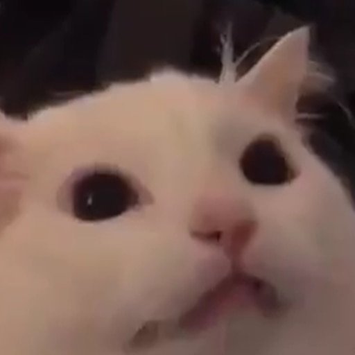 С белым котом мяу