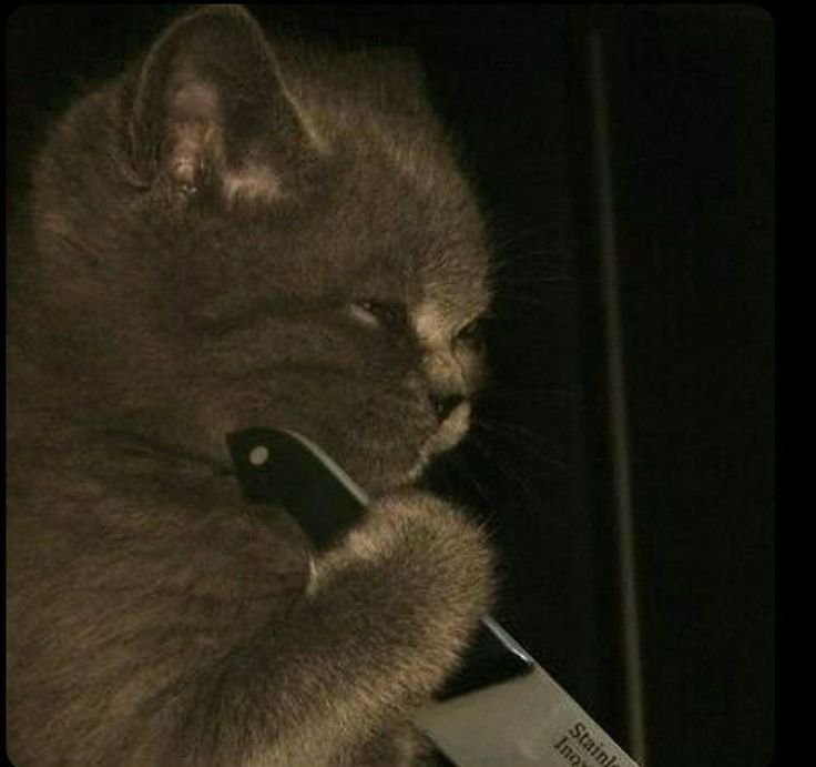 Кот с ножиком