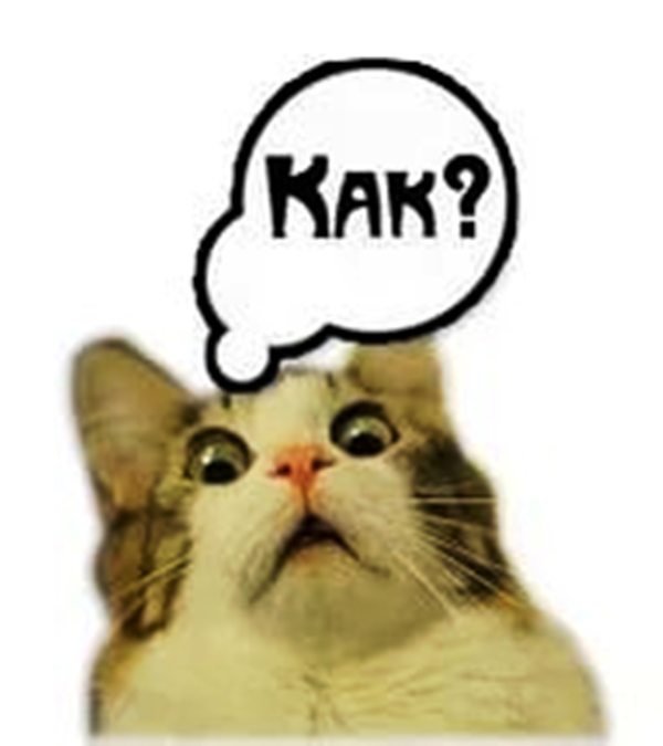 Кот в шоке Мем