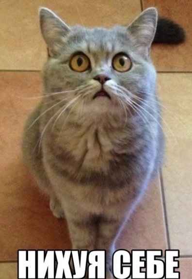 Удивленный кот