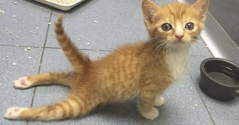 Рыжий котёнок