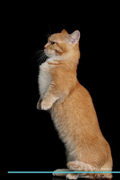 Манчкин (порода кошек)