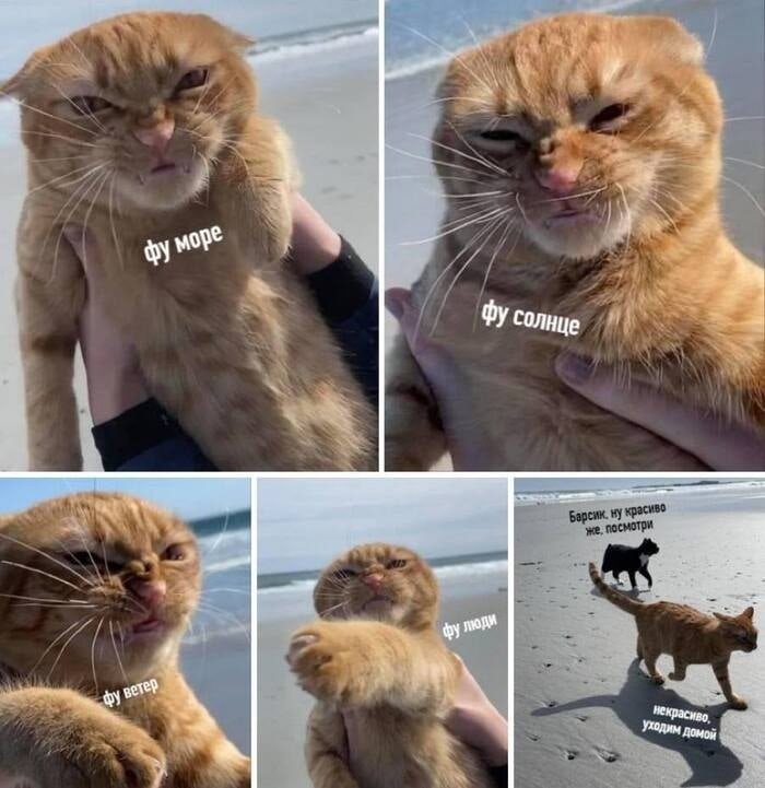 Котик Мем
