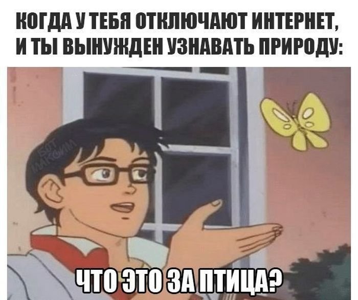 Оригинал мема с бабочкой