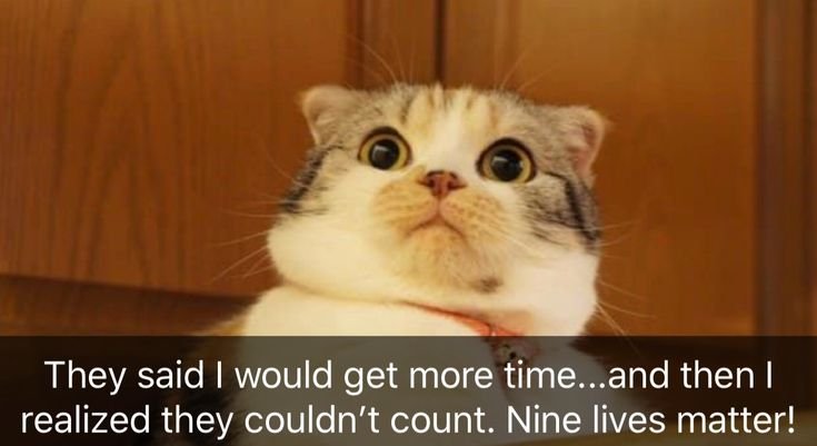 Недоумевающий котик