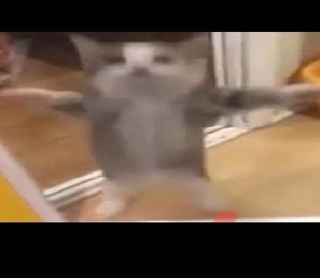 Кот прыгает под ШНИ шна шнапи