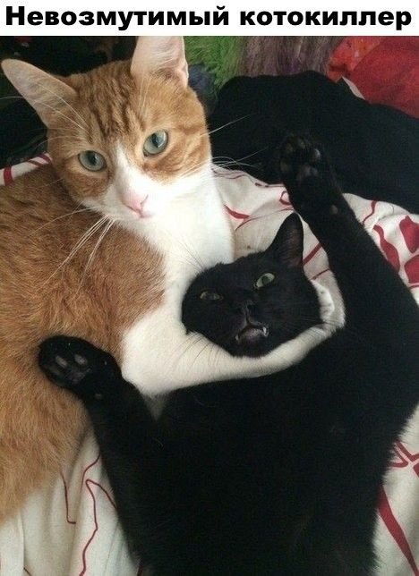 Рыжий и черный кот обнимаются