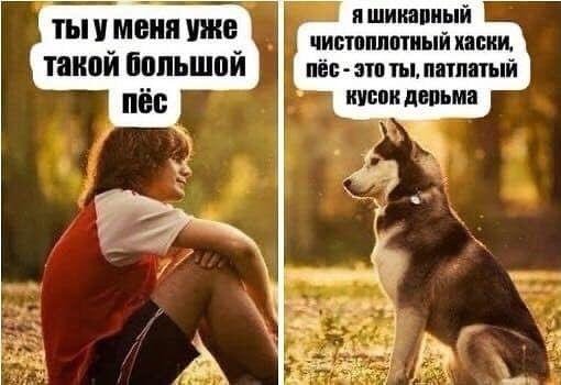 Сам ты пес я чистокровный хаски