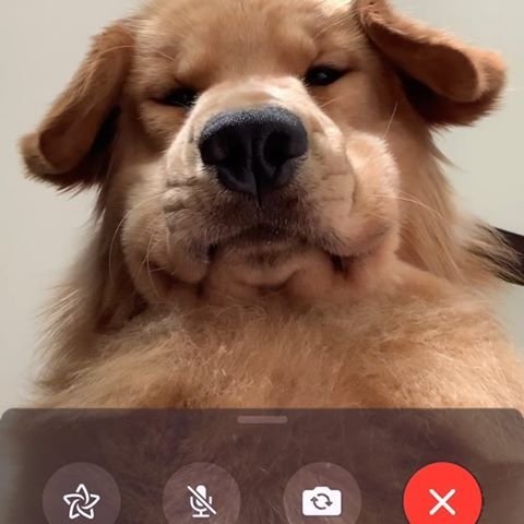 Собака с телефоном