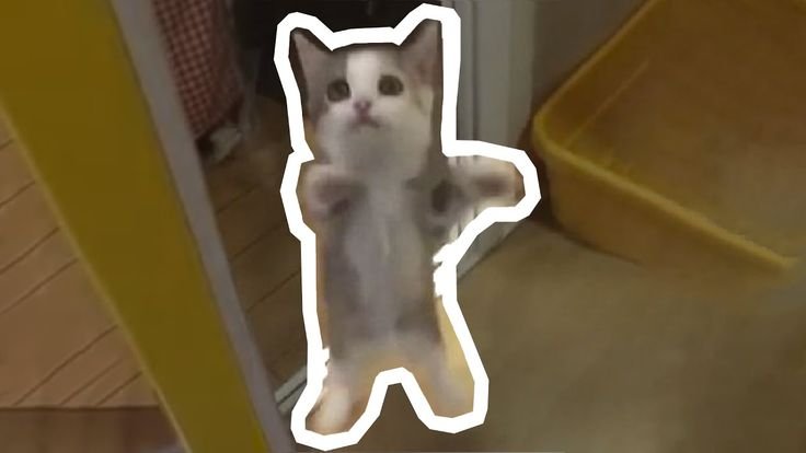 ШНИ шна шнапи Мем котик