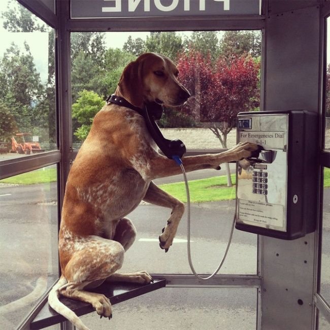 Смешная собака с телефоном