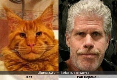 Мейн кун похож на актера Рон Перлман