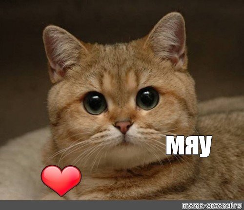 Кот Мем мяу