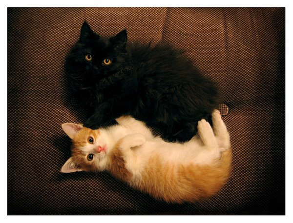 Рыжий и черный кот