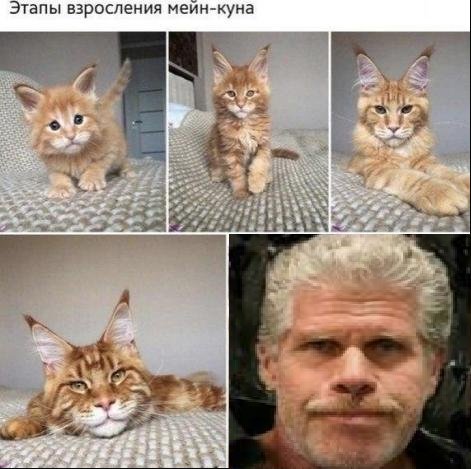 Рон Перлман похож на кота