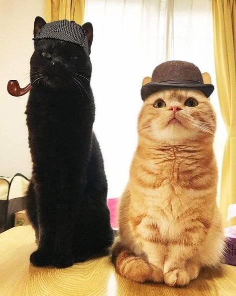 Кот Шерлок Холмс