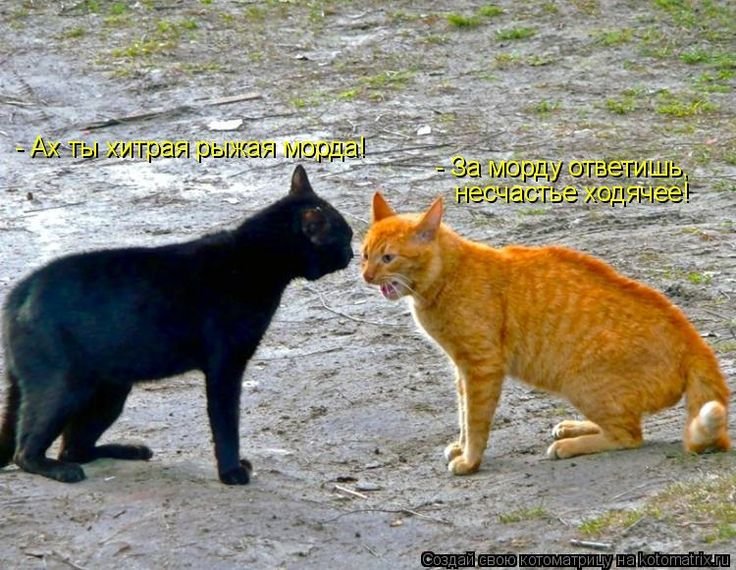 Хитрые и коварные черные коты