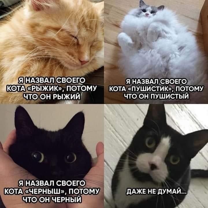 Как назвать своего кота