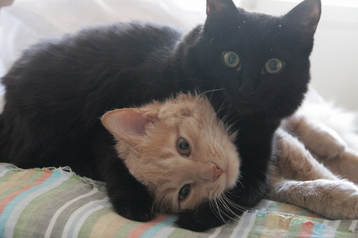 Рыжий и черный котенок