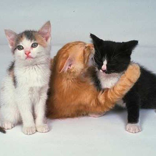 Рыже белый котенок