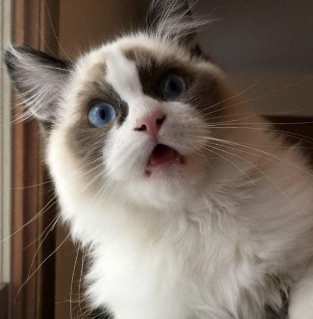 Удивленный котенок