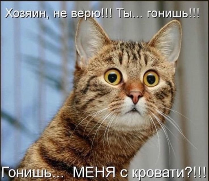 Недоумевающий кот